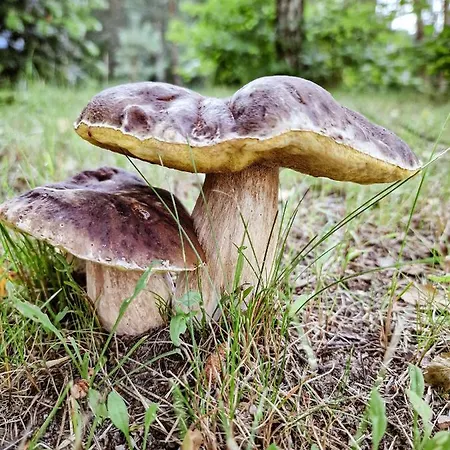 Villa Bobrowa Ostoja