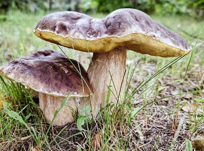 Willa Bobrowa Ostoja